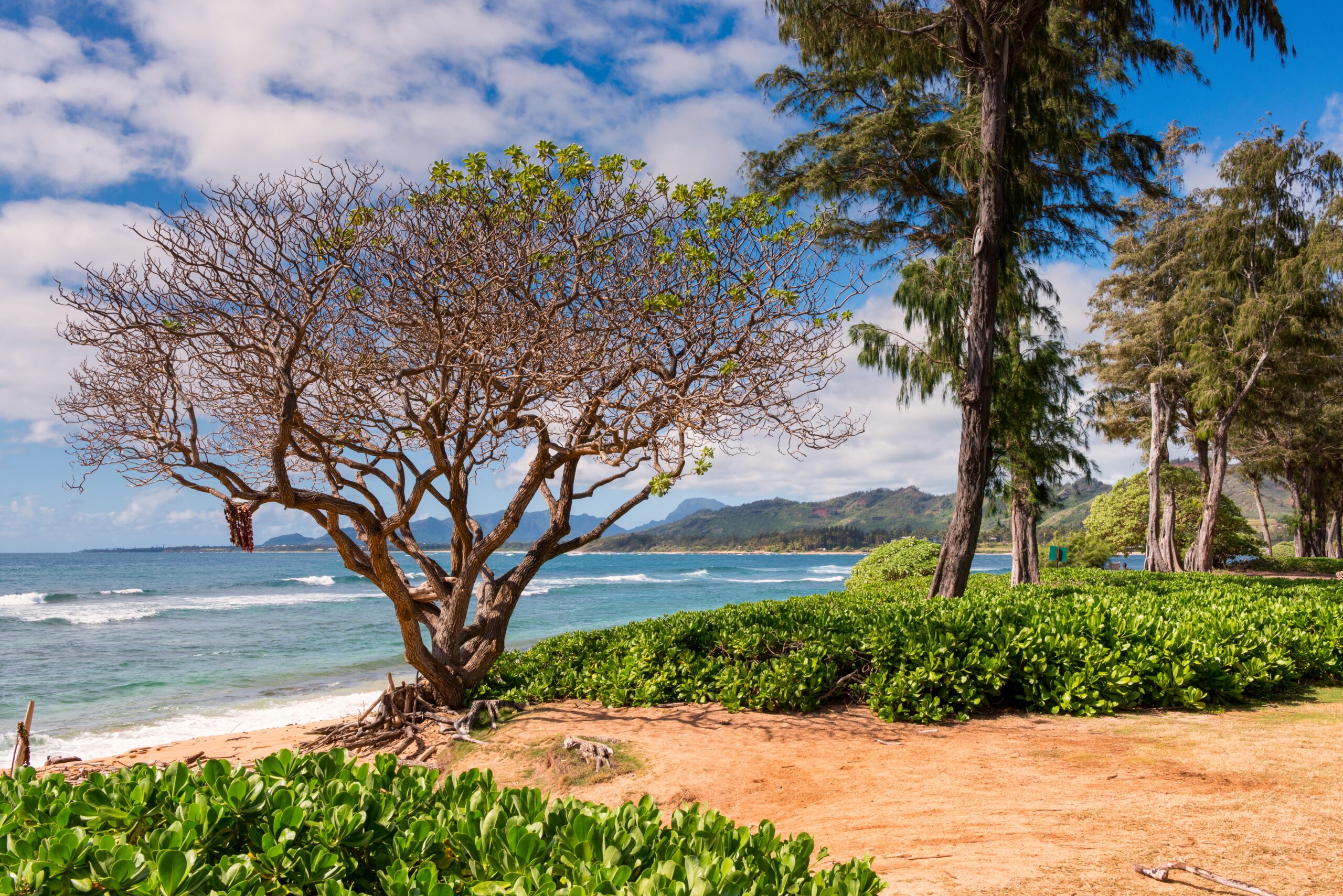 Beautiful scenery of a lot of tropical green plants surrounded by high mountains